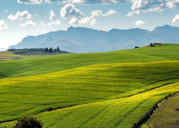 The Rise of Biofuels in the Age of Electric Vehicles