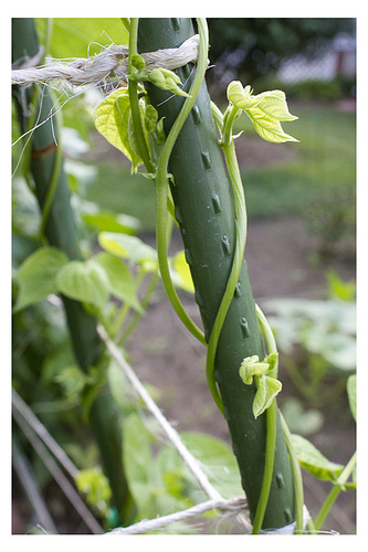 Social Media Relationships: Nurturing vs. Smothering