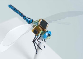 Reprogramming Nature Into Swarms Of Cyborgs