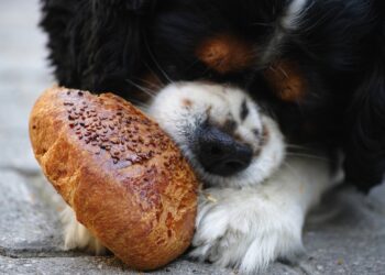 How Private Equity and Venture Capital Investors Are Eating Their Own Dogfood